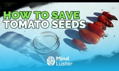 Saving Tomato Seeds by Fermenting Them Never Buy Tomato Seeds Again