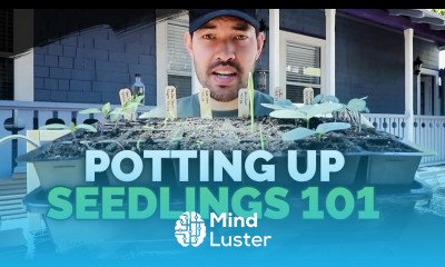 Potting Up Seedlings 101 Easy Seed Starting Tip