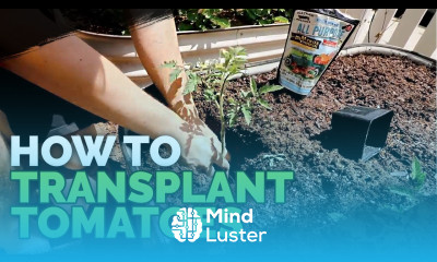 Transplanting Tomatoes 101 Simple Fast Method