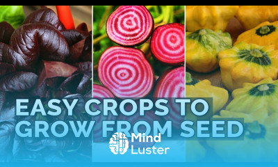 9 Easiest Edibles to Grow From Seed