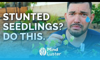 7 Solutions For Stunted Seedlings