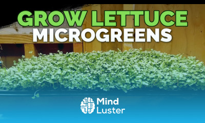 How to Grow Lettuce Microgreens Fast Easy