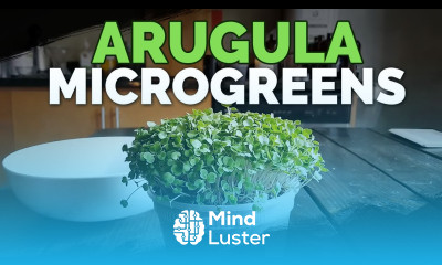 How to Grow Arugula Microgreens Fast and Easy