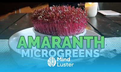 How to Grow Amaranth Microgreens Fast and Easy