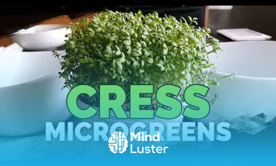 How to Grow Cress Microgreens Fast and Easy