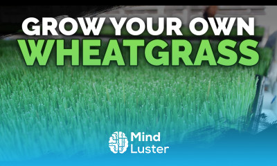 How To Grow Wheatgrass DIRT Cheap Wheatgrass Juice Recipe