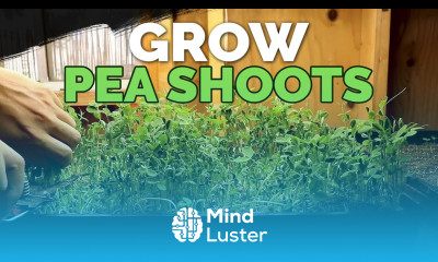 How to Grow Delicious Pea Shoots and Sprouts From Start to Finish 