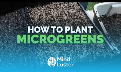 How to Plant Microgreens And What Soil to Use