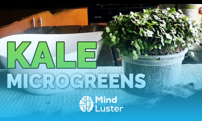 How to Grow Red Russian Kale Microgreens