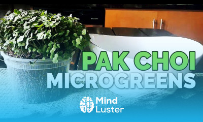 How to Grow Pak Choi Microgreens Fast and Easy