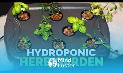 Hydroponic Herb Garden Guide