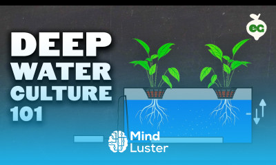 Deep Water Culture DWC Hydroponics System Tutorial