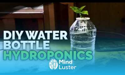 DIY Water Bottle Hydroponic System for Propagating and Herbs