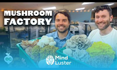 THIS is How Mushrooms Are Made 