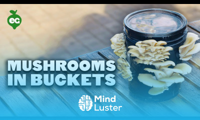 Grow Your Own Mushrooms In a 5 Gallon Bucket EASY 