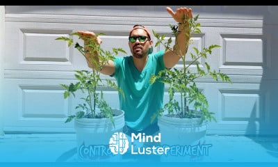 Biofertilizer Experiment Which Tomato Grew Better Part 3