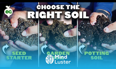 How to Choose the RIGHT Bagged Soil for Your Plants