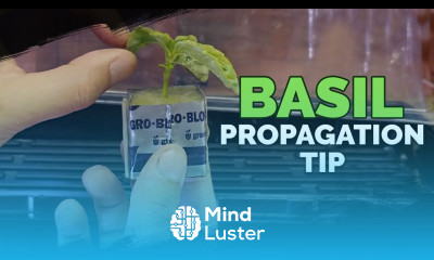 Cloning Basil My Method for High Success Rates