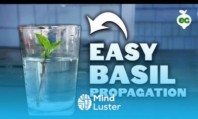 Propagating Basil Grow an INFINITE Supply Forever