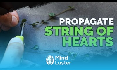 Easy String of Hearts Propagation Method 