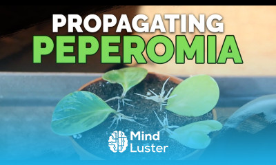 How to Propagate Peperomia 2 Easy Methods