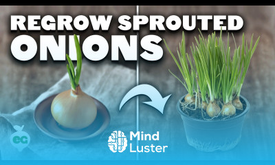 Weird Way to Regrow Onions For Better Results