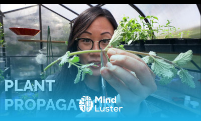 How to Propagate Plants 4 Methods to Master