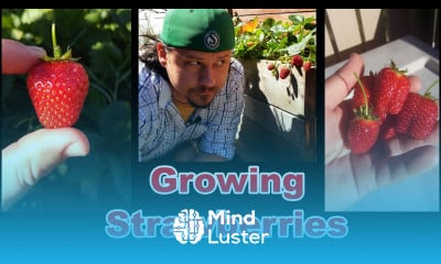 Growing Strawberries Maintenance Time