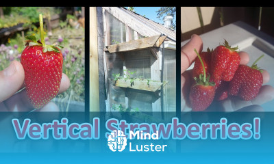 Growing Strawberries Vertically Its Not Hard