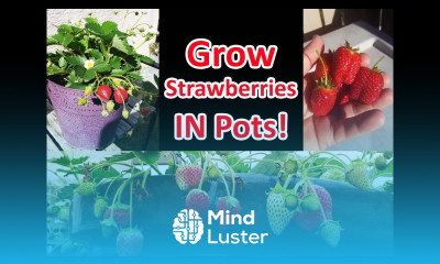 Growing Strawberries In Pots Or Containers