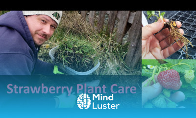 Strawberry Plant Care Part 1 of 3