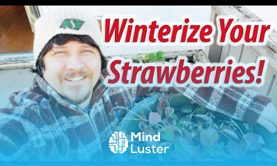Strawberry Plant Winter Preparation How To Protect Your Strawberries Over Winter 2020