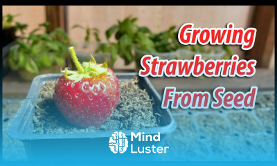 How To Growing Strawberries From Seeds 2019