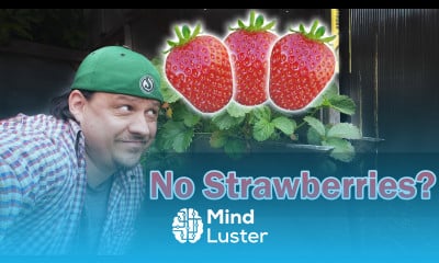 Why You Are Not Getting Any Strawberries