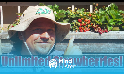 7 Tips To Increase Your Strawberry Yields