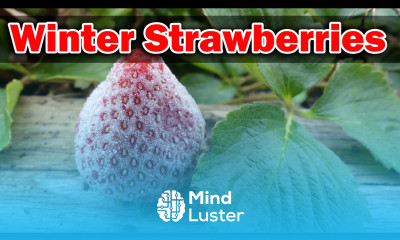 Winterizing Strawberries The Definitive Guide To Preparing Your Strawberry Plants For Winter