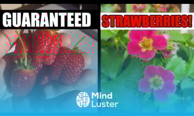 Get More Strawberries Garden Quickie Episode 71