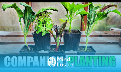 Companion Planting The Definitive Guide