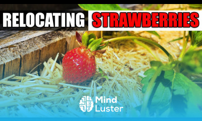 Relocate A Strawberry Plant Garden Quickie Episode 72