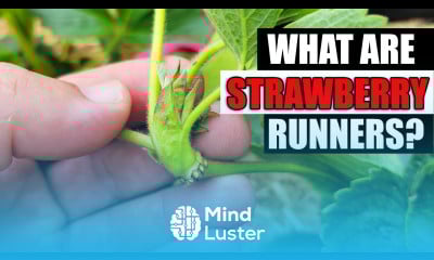 Strawberry Runners Explained Garden Quickie Episode 76