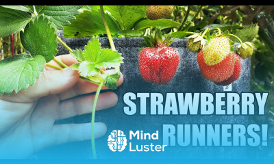 Strawberry Runners The Definitive Guide
