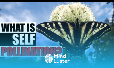 Self Pollination What Is It Garden Quickie Episode 88