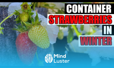 Container Strawberries In Winter Garden Quickie Episode 107