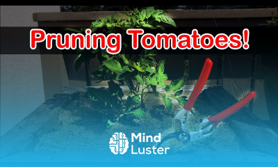 Tomato Pruning Garden Quickie Episode 7