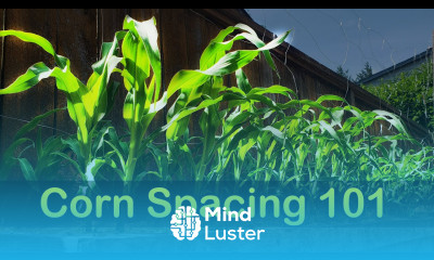 Corn Spacing 101 Garden Quickie Episode 8