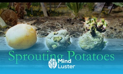 Sprouting Potatoes Garden Quickie Episode 10