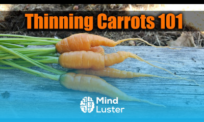 Thinning Carrots 3 Ways Garden Quickie Episode 13
