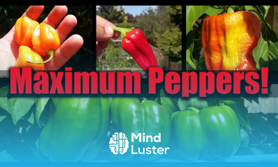 Boosting Your Peppers Mid Season Garden Quickie Episode 16