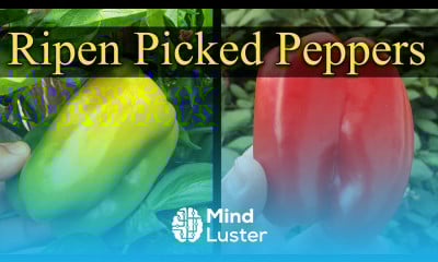 How To Ripen Already Picked Peppers Garden Quickie Episode 17