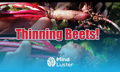 How To Thin Your Beets Garden Quickie Episode 23
